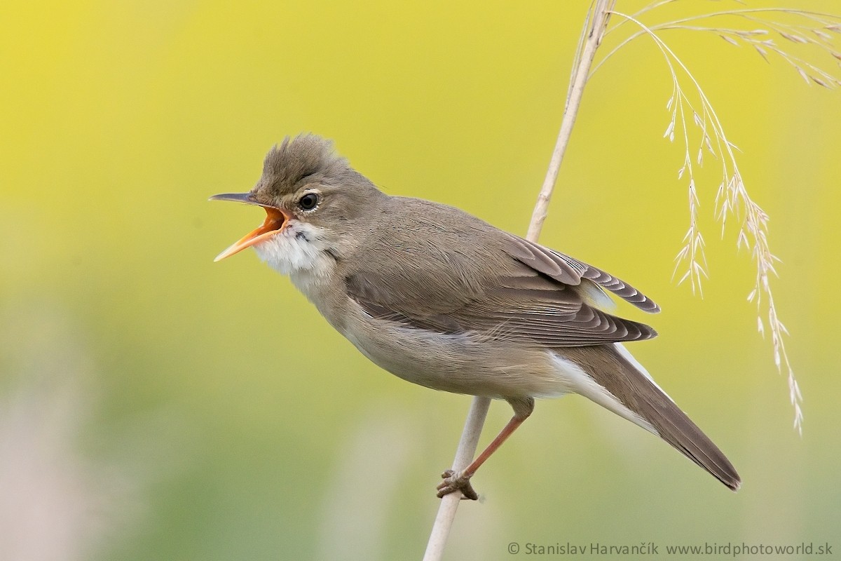 Marsh Warbler - Stanislav Harvančík