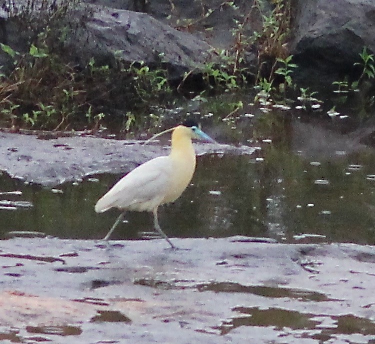 Capped Heron - ML34409791