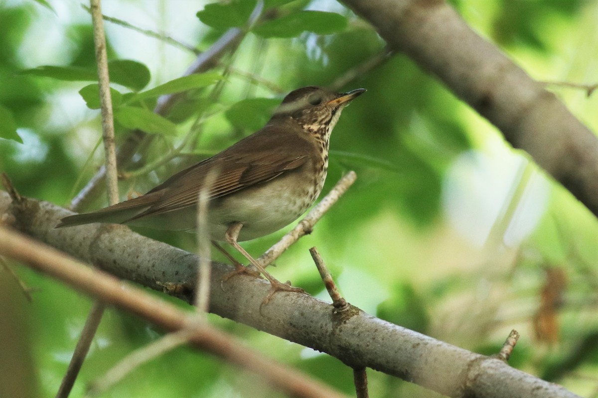 Gray-cheeked Thrush - ML344099071