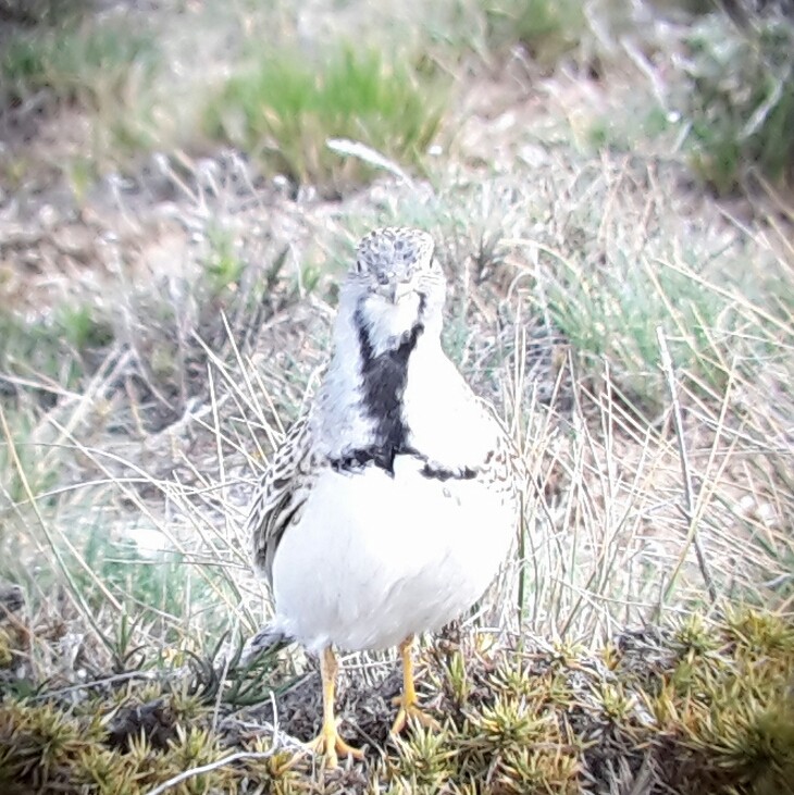 Least Seedsnipe - ML34409941