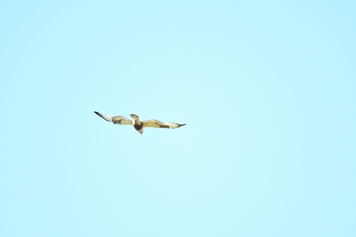 Rough-legged Hawk - Evan Reister