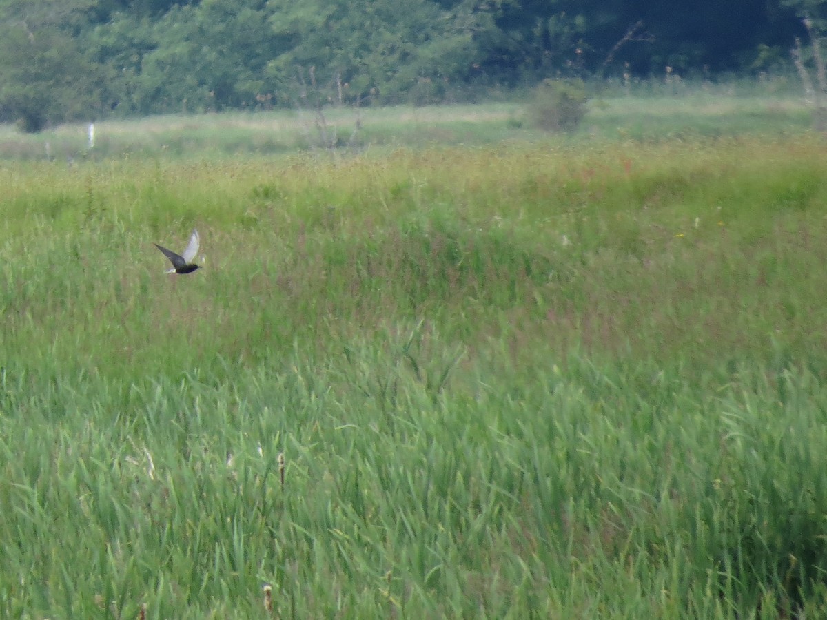 Хилэн хараалай - ML344099621