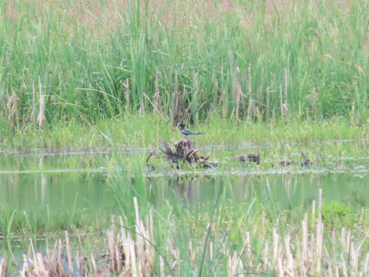 Хилэн хараалай - ML344099961