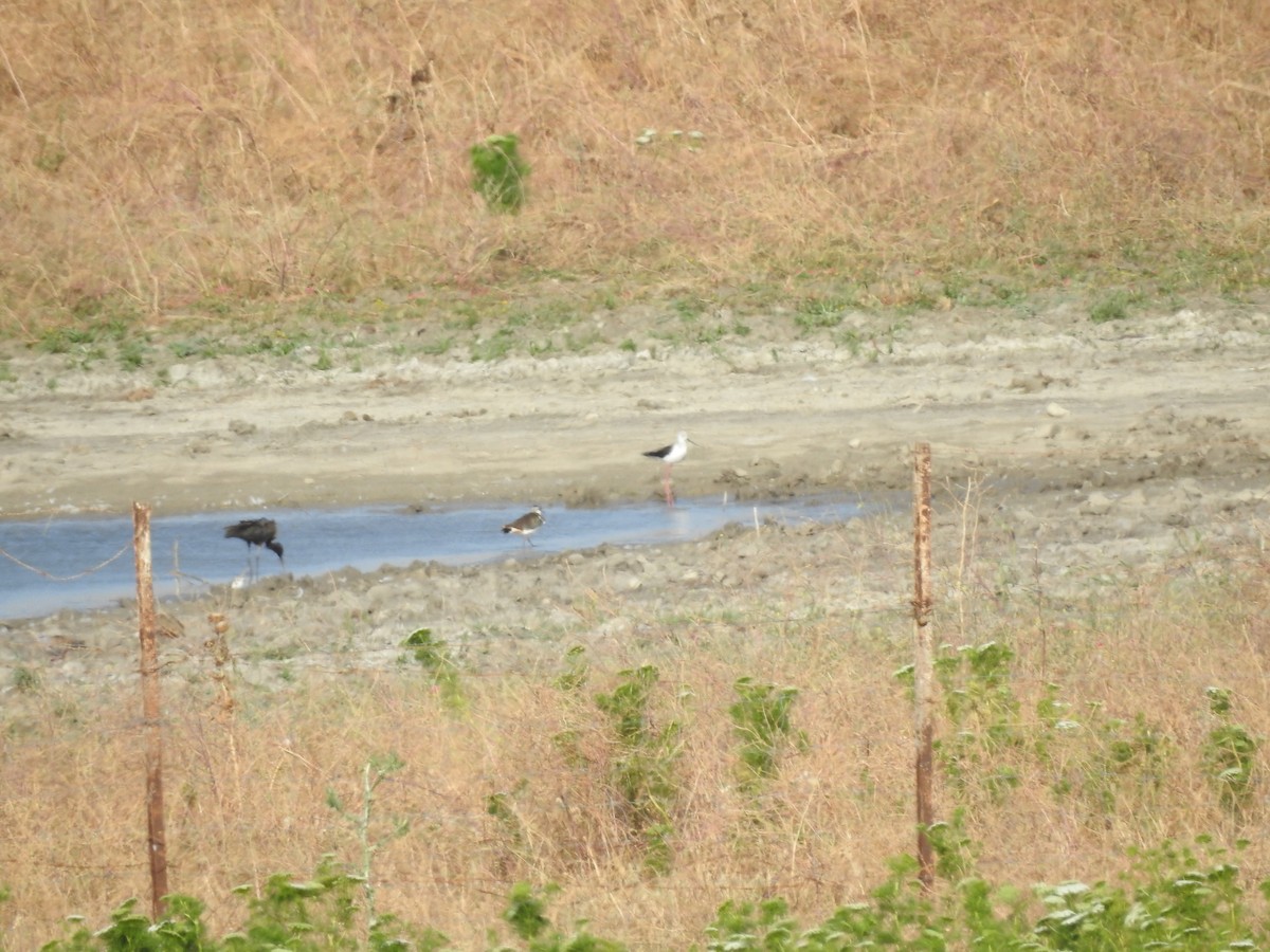 Northern Lapwing - ML344100911