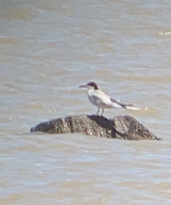 Forster's Tern - ML344101051