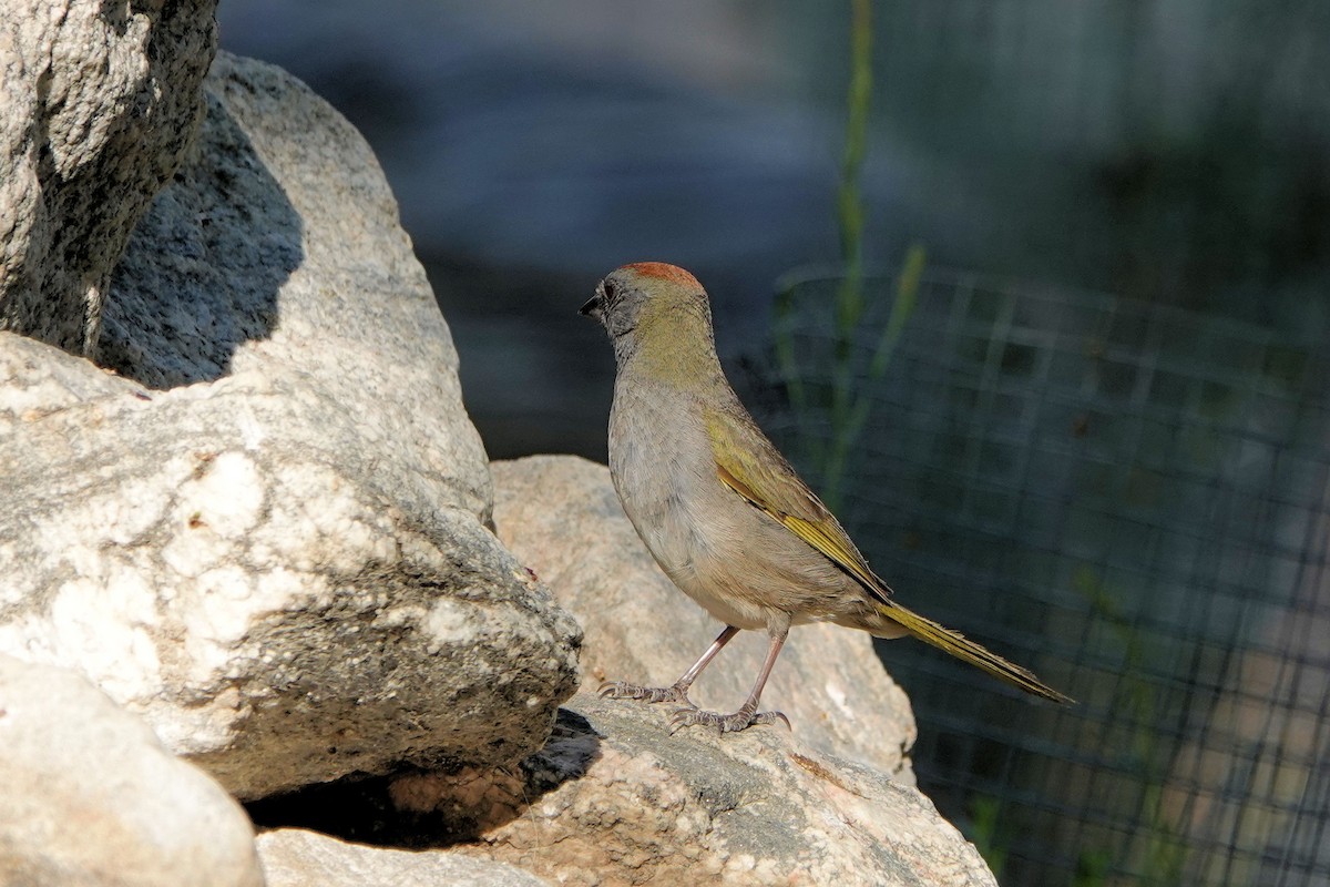 Green-tailed Towhee - Sue Foster