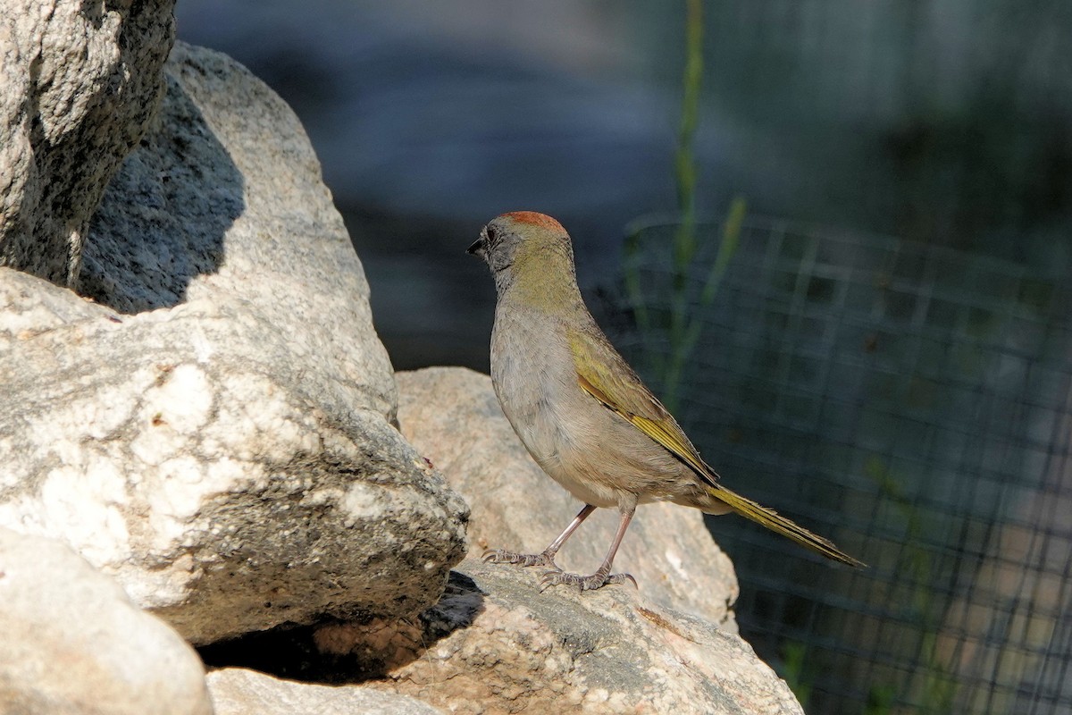 Green-tailed Towhee - ML344101241