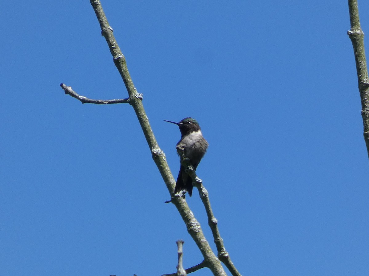 Ruby-throated Hummingbird - ML344101291