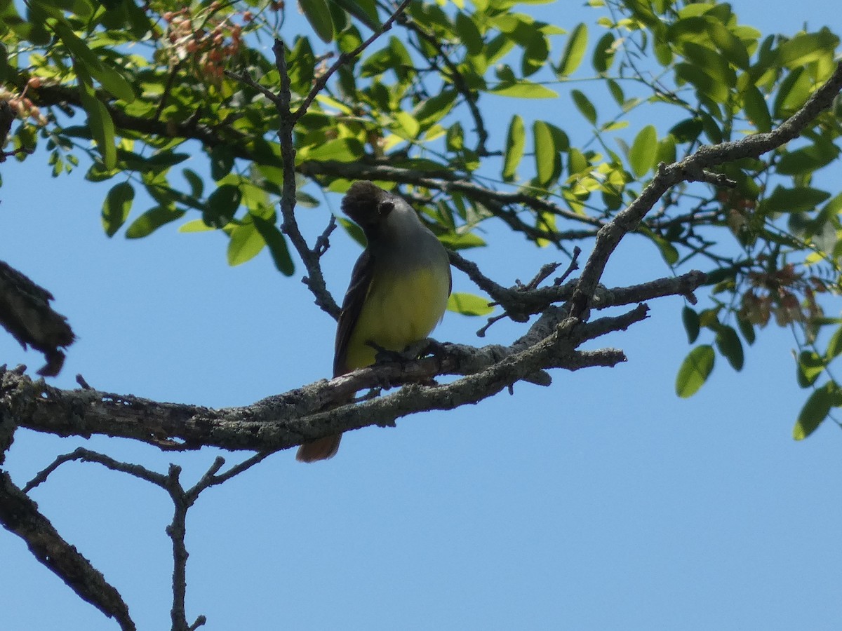 Great Crested Flycatcher - Allen Rand