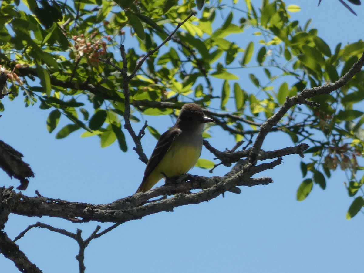 Great Crested Flycatcher - Allen Rand