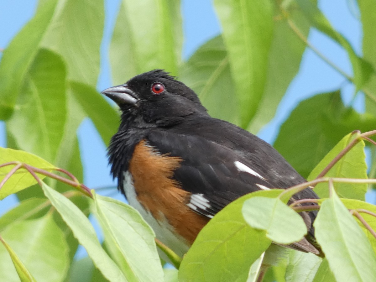 Eastern Towhee - ML344101671