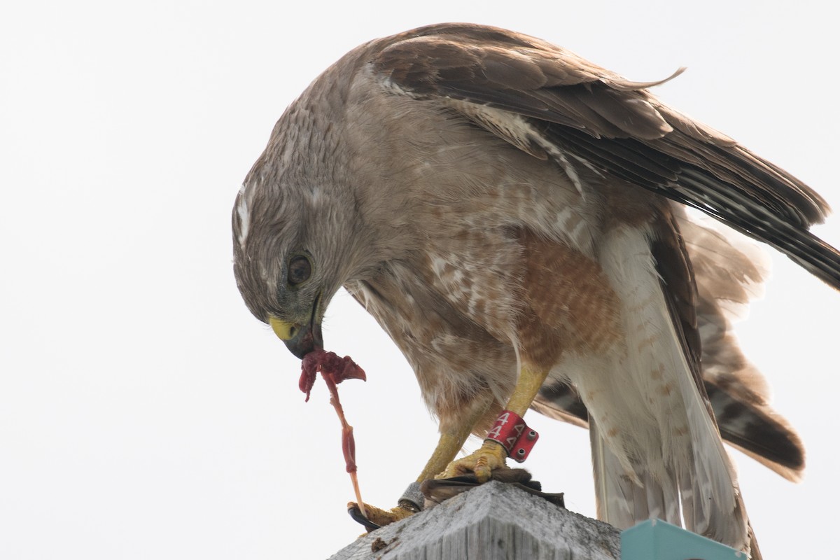 Ridgway's Hawk - Johannes Nelson