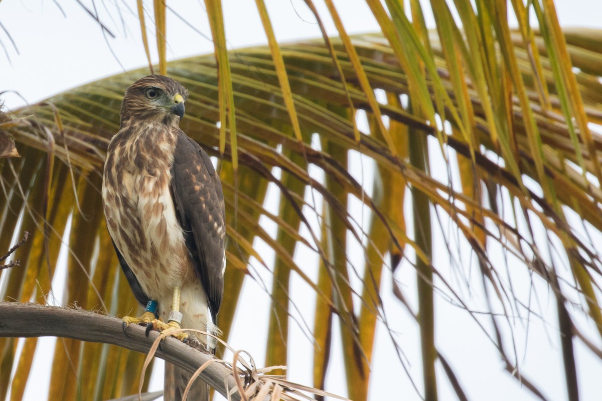 Ridgway's Hawk - ML344102071