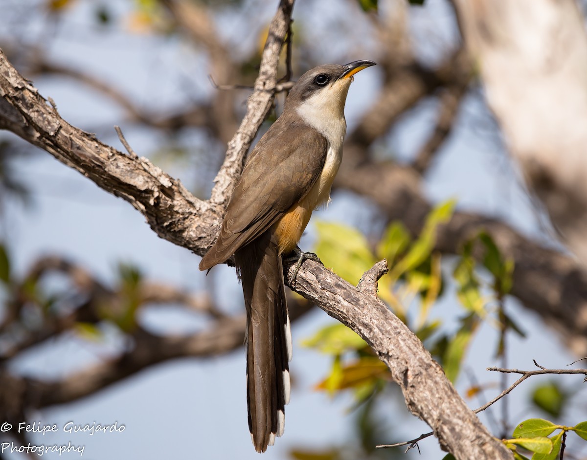 Mangrove Cuckoo - ML344102301