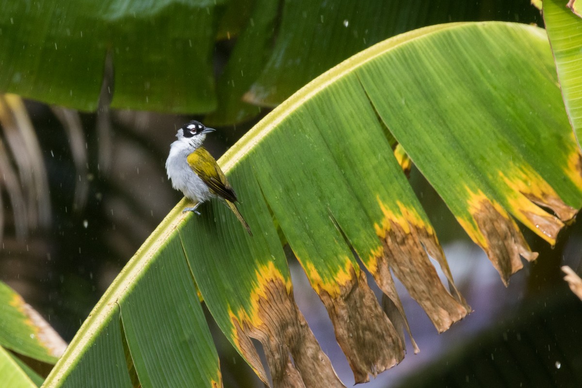 Black-crowned Palm-Tanager - Johannes Nelson