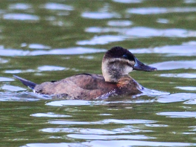 Ruddy Duck - Xueping & Stephan Popp