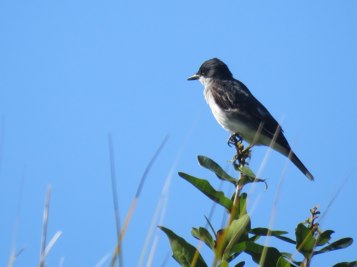 Eastern Kingbird - Robert Winter