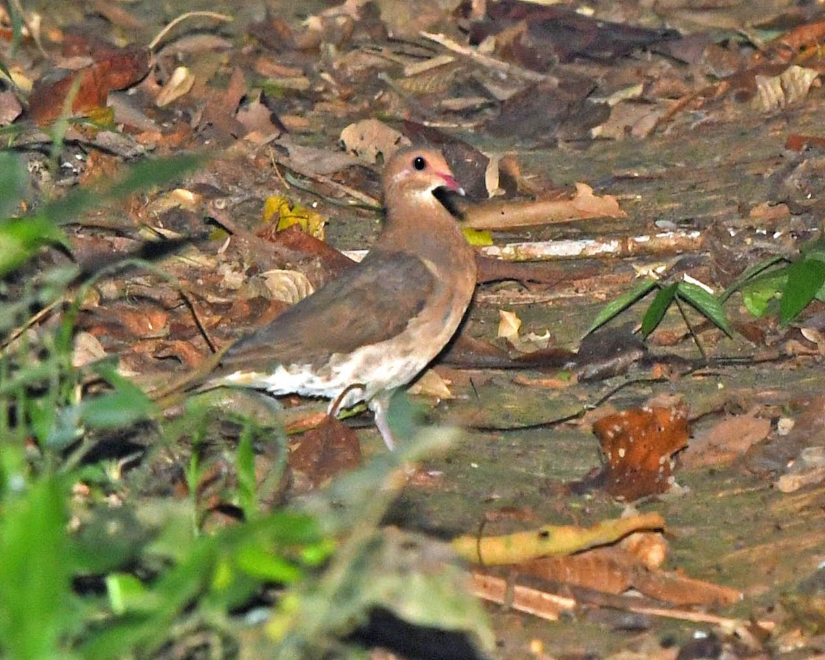 Violaceous Quail-Dove - ML344105901