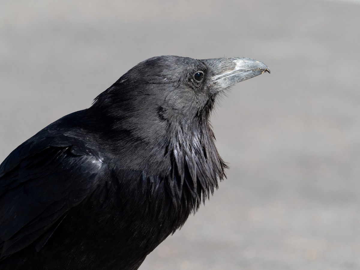 Common Raven - ML344106531