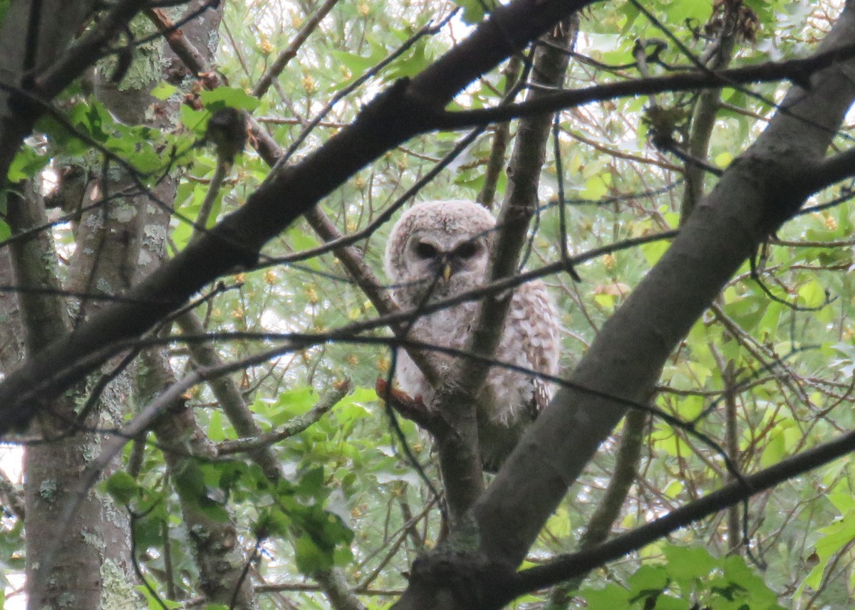 Barred Owl - ML344106581