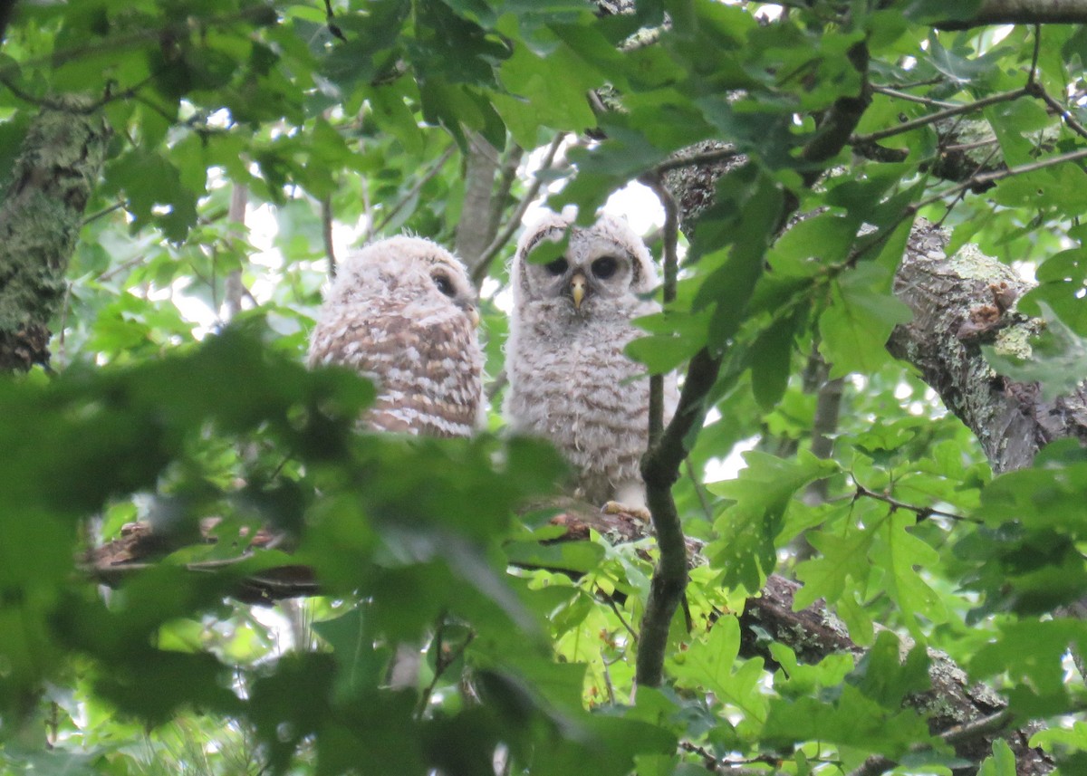 Barred Owl - ML344106591