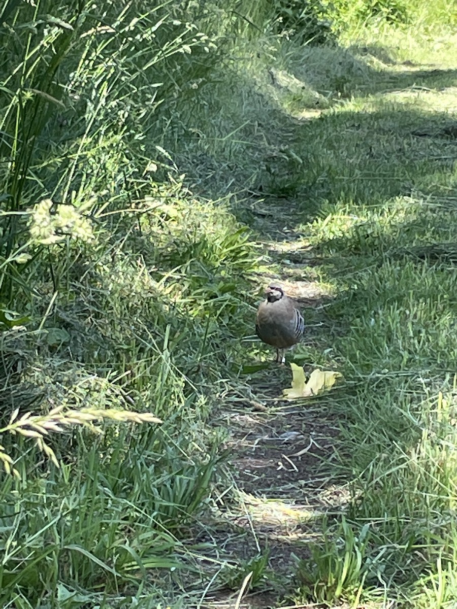 Chukar - ML344108131