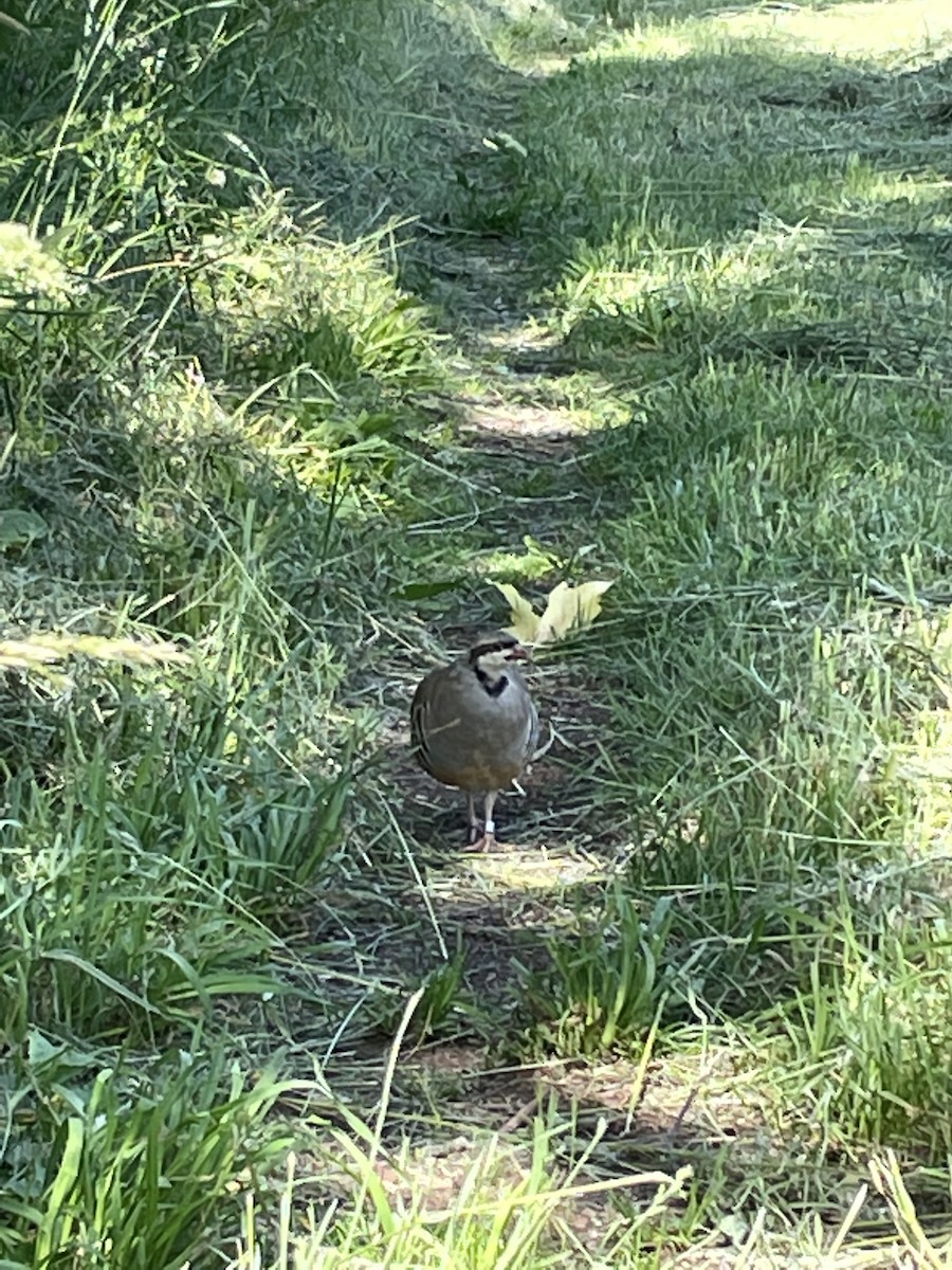 Chukar - ML344108171