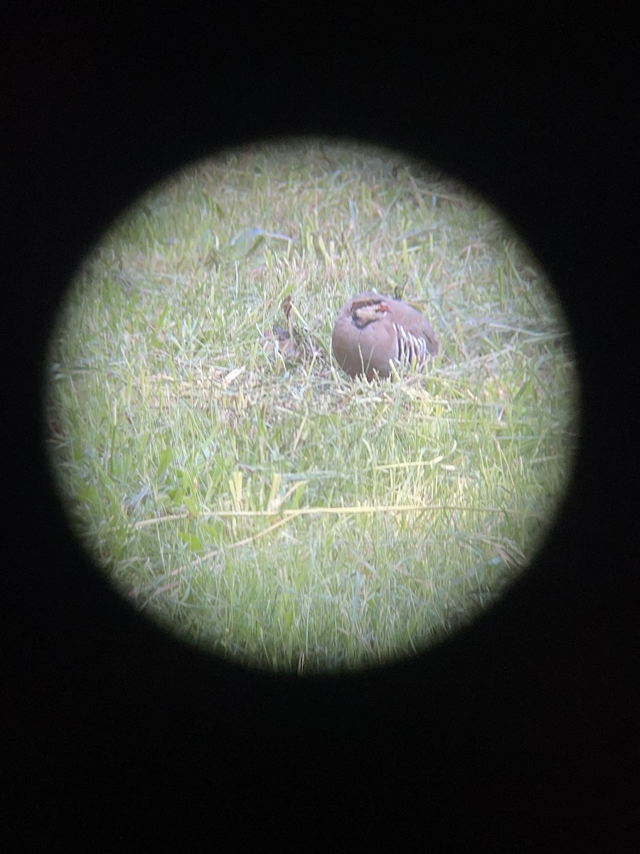 Chukar - ML344108191