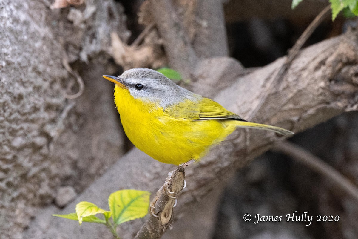 Gray-hooded Warbler - ML344110421