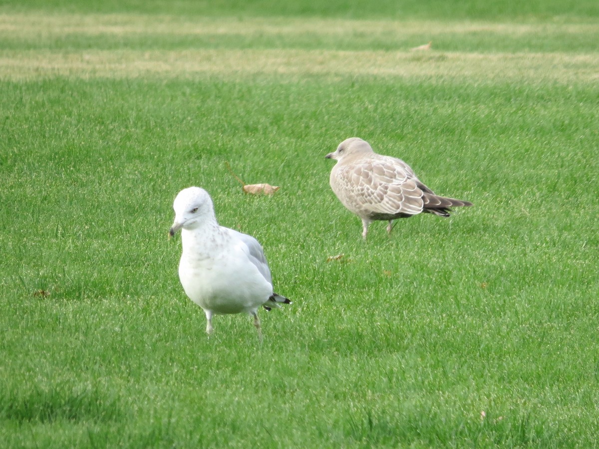 Short-billed Gull - ML34411281