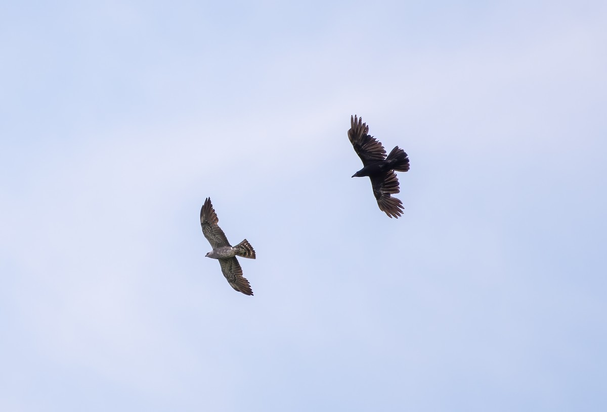 Mississippi Kite - ML344113111