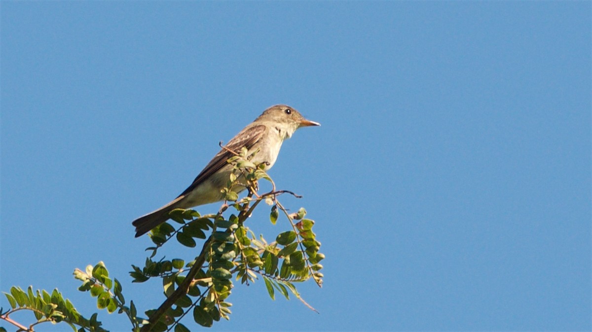 Alder Flycatcher - ML34411381