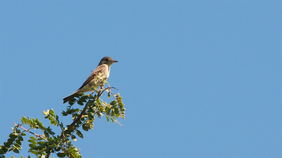 Alder Flycatcher - ML34411401