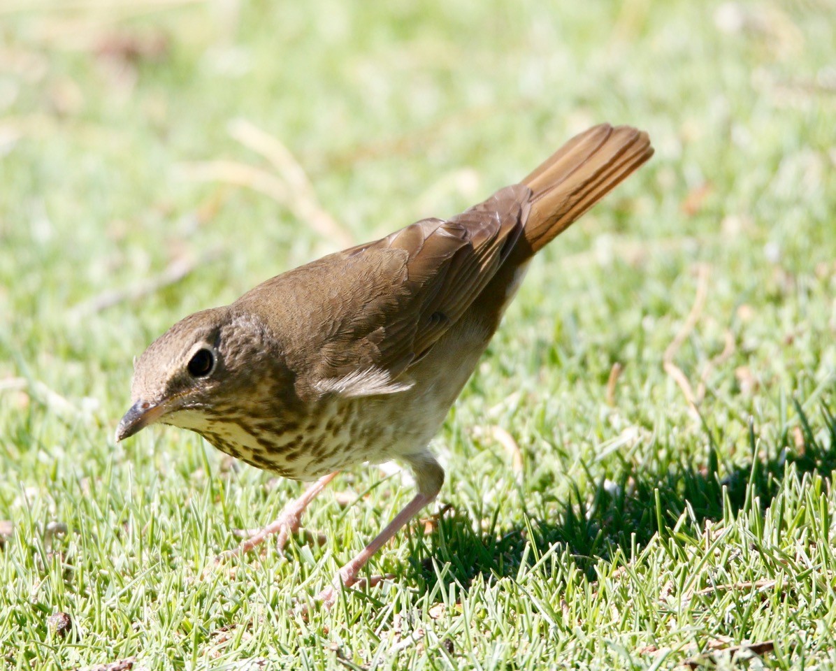 Swainson's Thrush - ML344114591