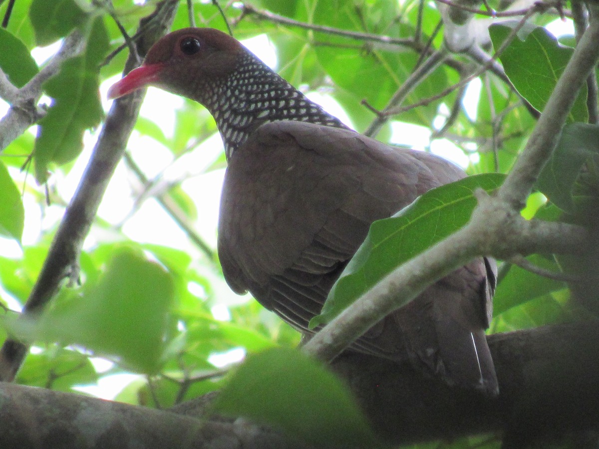 Pigeon ramiret - ML344114611