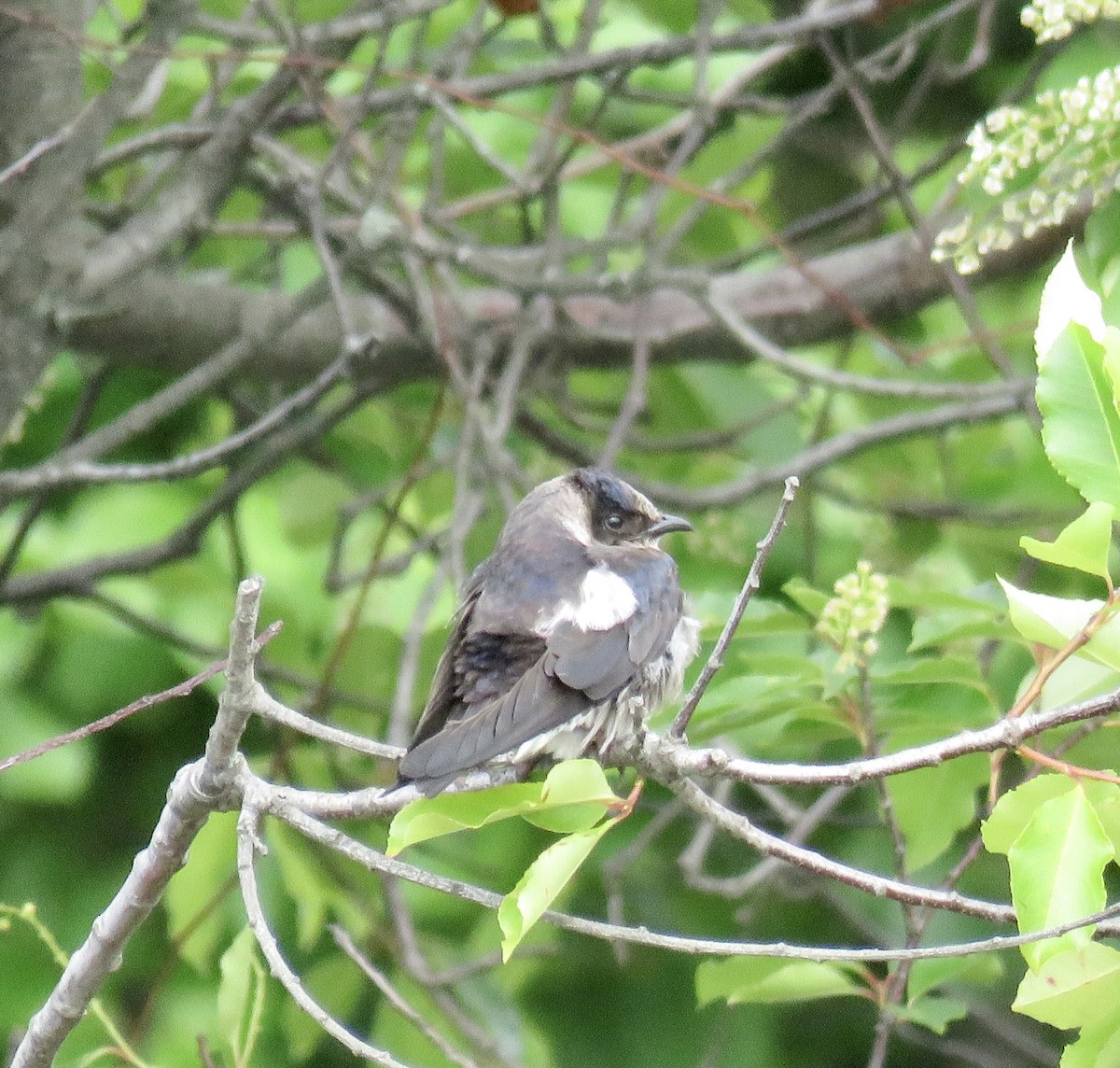 Purple Martin - Heydi Lopes