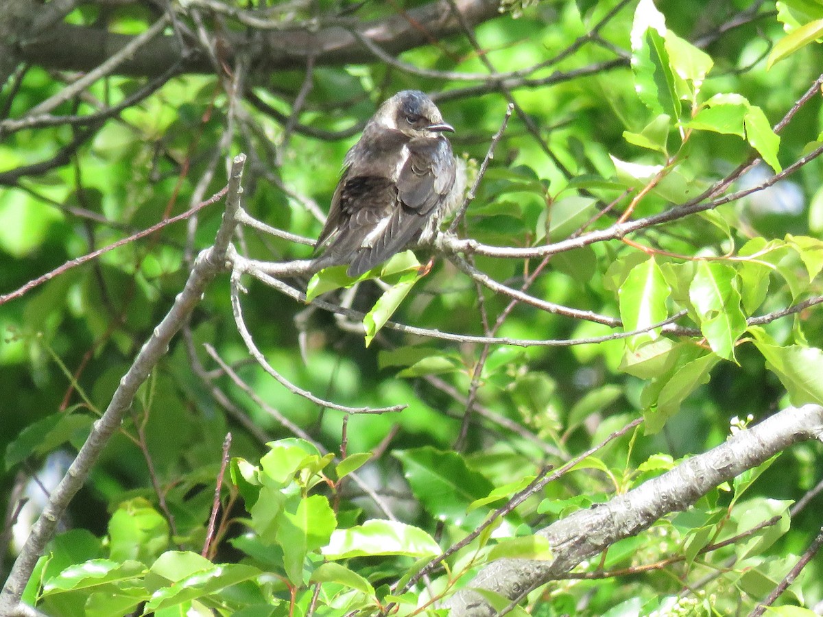 Purple Martin - Heydi Lopes