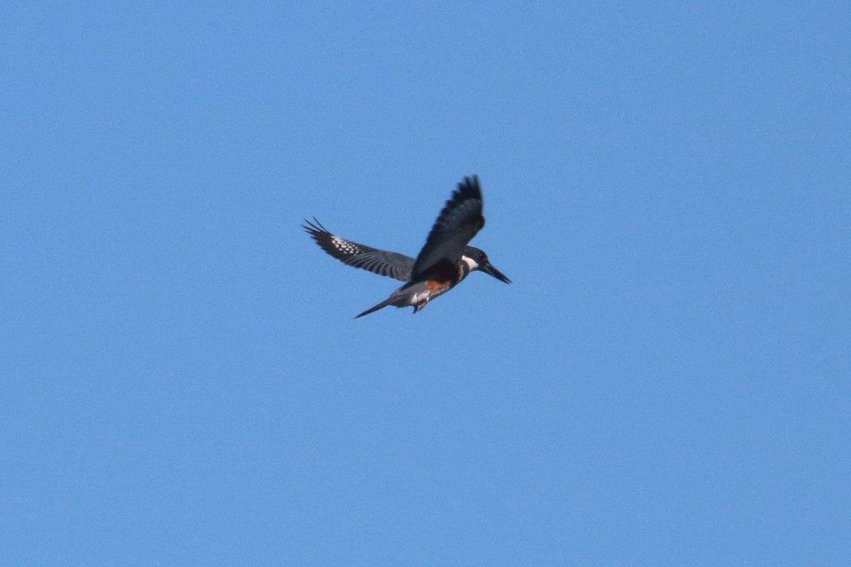 Belted Kingfisher - ML344117761