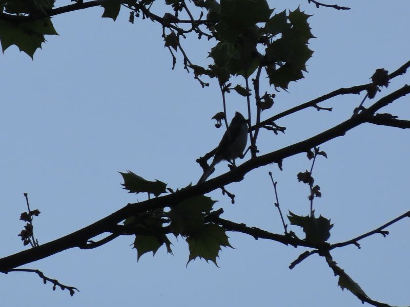 Tufted Titmouse - ML344117941