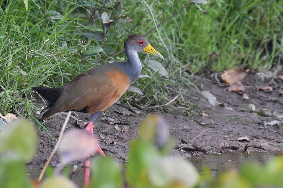 Gray-cowled Wood-Rail - Carlos V. Sucre