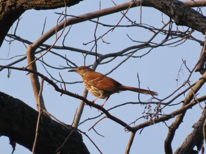 Brown Thrasher - ML344118011