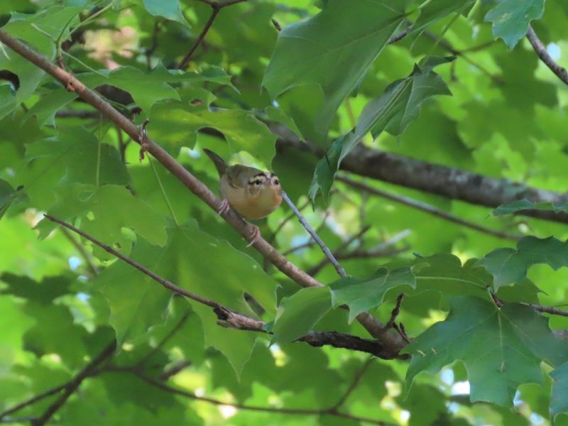 Worm-eating Warbler - ML344118101