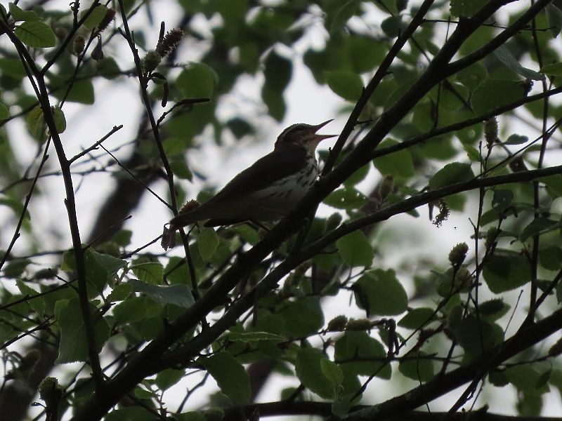 Louisiana Waterthrush - ML344118131