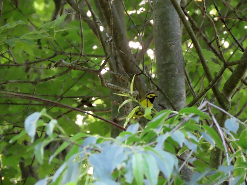 Hooded Warbler - ML344118261