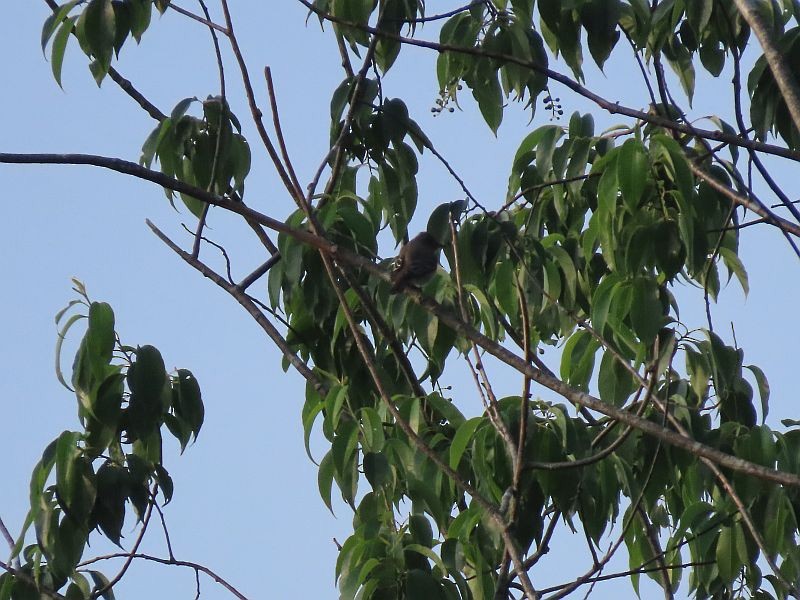 Acadian Flycatcher - ML344118391