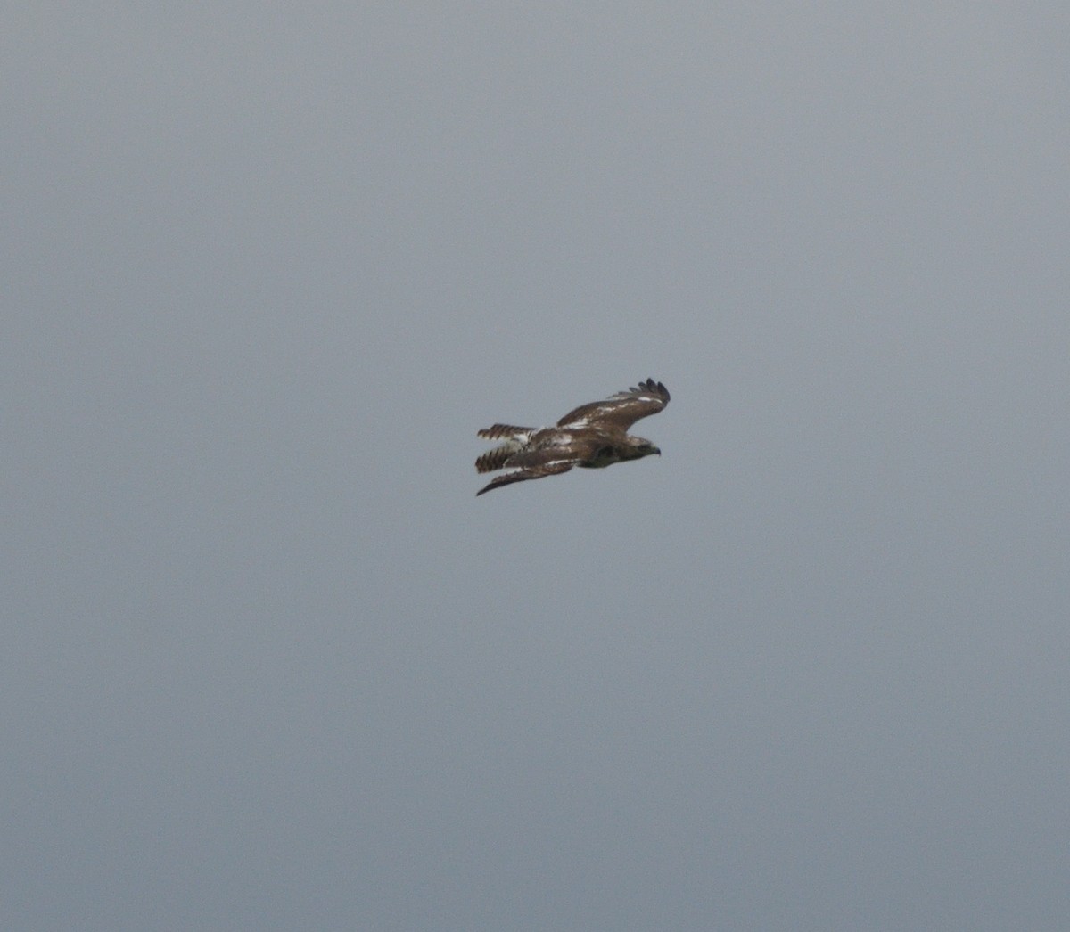 Red-tailed Hawk - ML344118521