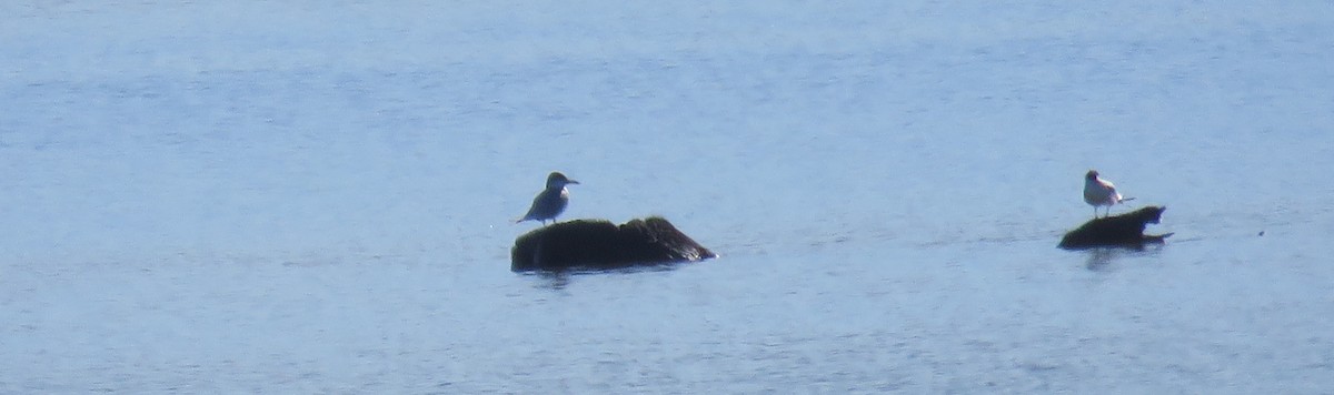 Forster's Tern - ML344118821