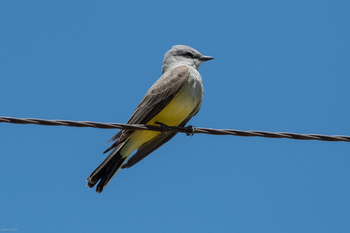 Western Kingbird - Candice Lowther