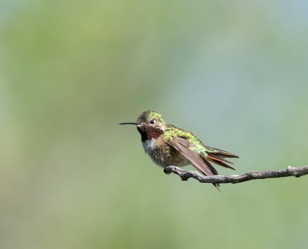 Broad-tailed Hummingbird - ML344121511