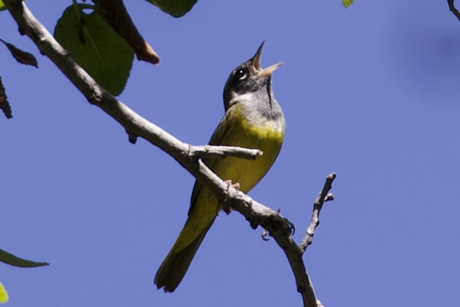 MacGillivray's Warbler - ML344121671